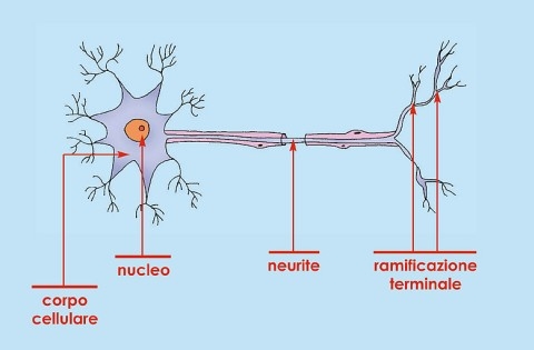 I tessuti connettivi propriamente detti, I tessuti connettivi di sostegno, I tessuti muscolari, Il tessuto nervoso